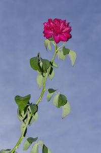 Low angle view of plant against sky