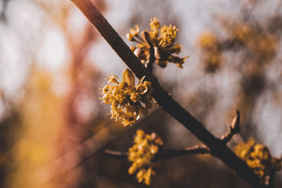 Close-up of tree against blurred sky