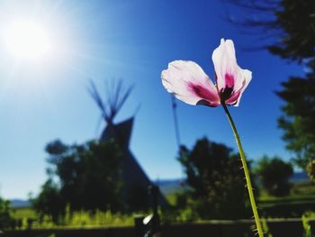 Close-up of pink flowering plant against bright sun