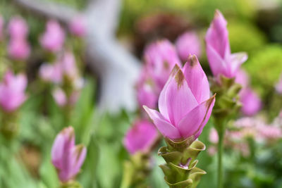 Close-up of pink flowering plant