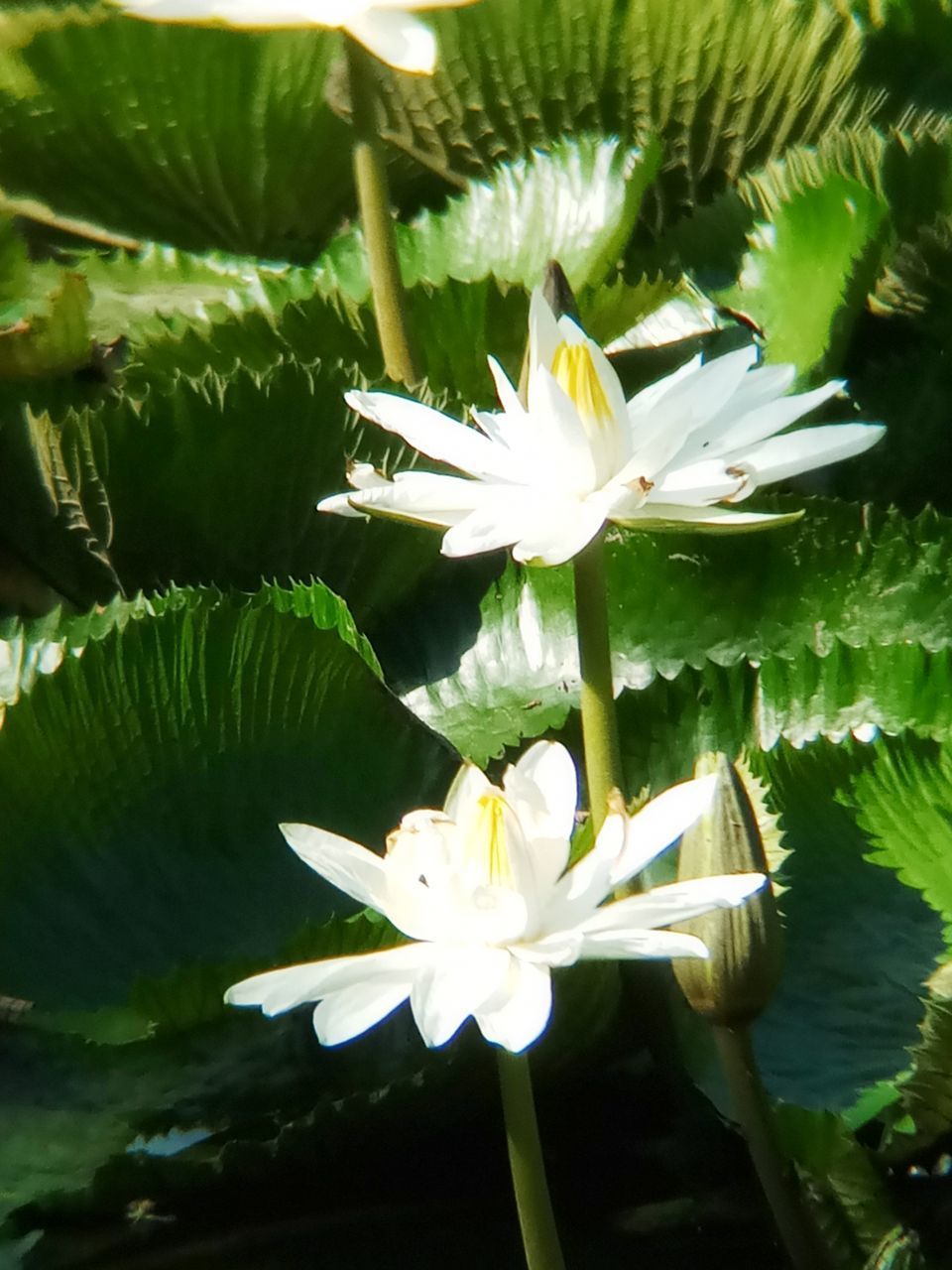 CLOSE-UP OF WHITE LOTUS WATER LILY IN GARDEN