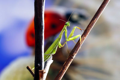 Close-up of insect on plant