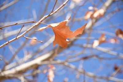 Close-up of dry maple leaves on branch