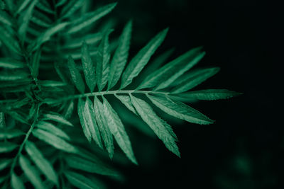 Close-up of green leaves on black background