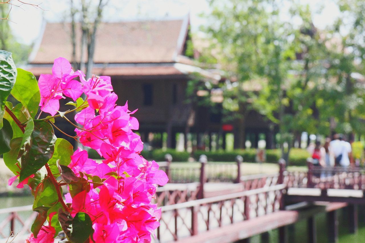 CLOSE-UP OF PINK BOUGAINVILLEA FLOWERS BLOOMING OUTDOORS