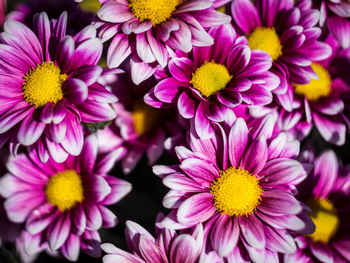 Close-up of pink flowering plants