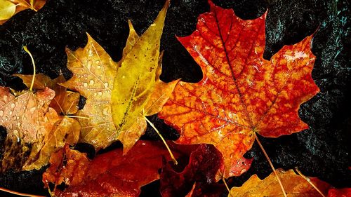 Close-up of dry maple leaves during autumn