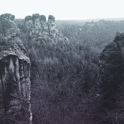 Trees in forest against clear sky