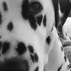 Close-up portrait of a dog