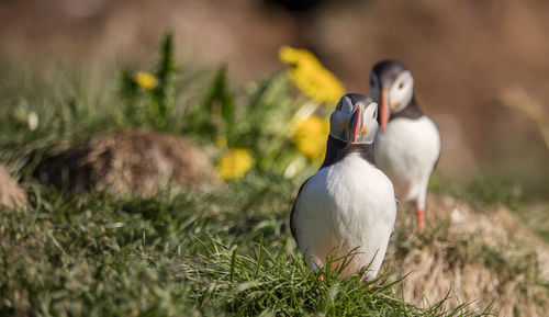Puffins, eastern fjords