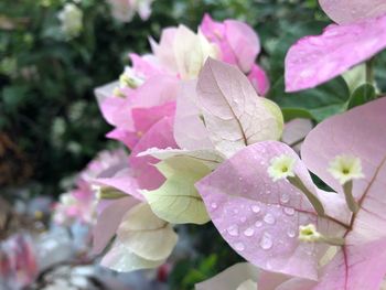Close-up of wet pink flowering plant
