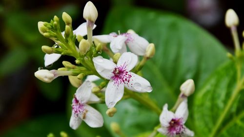 Close-up of white flowers blooming outdoors