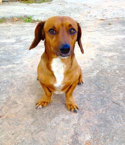 Close-up portrait of dog