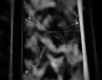 Close-up of wet spider web