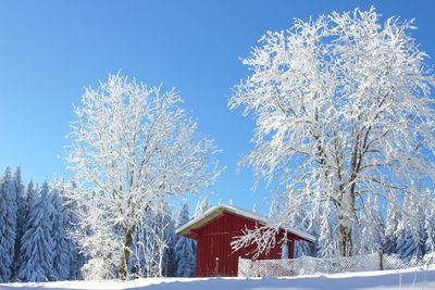 Low angle view of snow covered trees