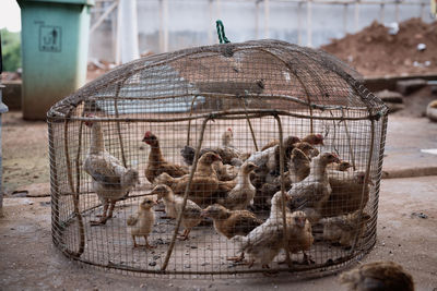 Birds in cage