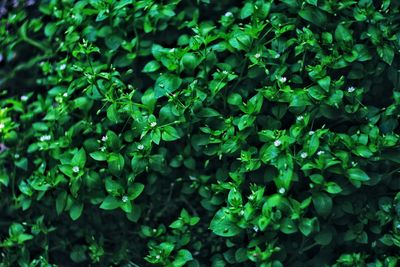 Full frame shot of plants growing on field