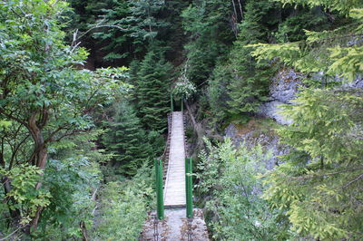 Bridge in forest