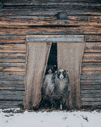 Cat standing on wood during winter