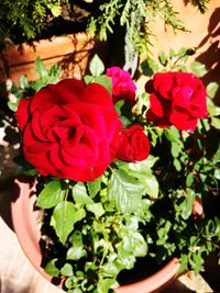 Close-up of red roses blooming outdoors