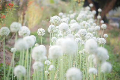 Close-up of white flowering plants on field