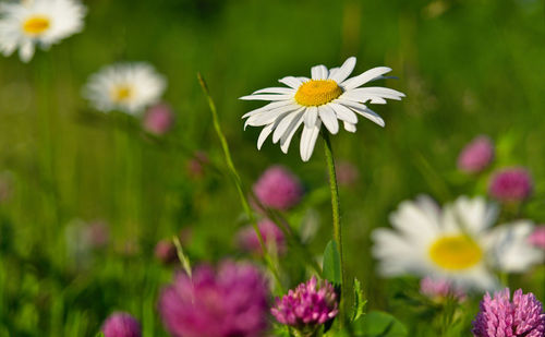 Close-up of white daisy flowers on field