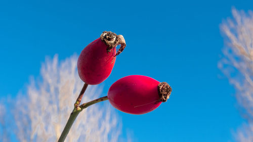 Low angle view of strawberry against blue sky