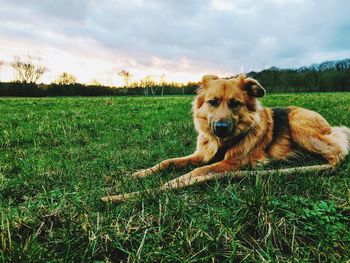 Portrait of dog on field