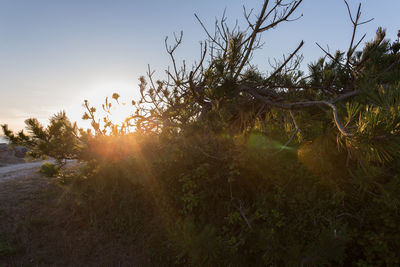 Trees growing on field against sky during sunset