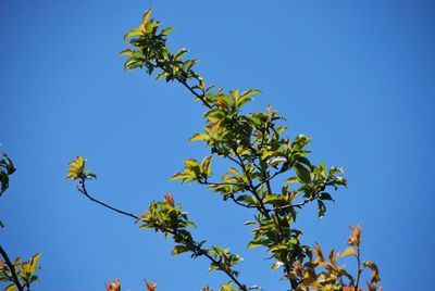 Low angle view of tree against clear blue sky