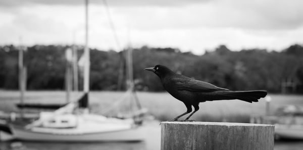 Bird perching on wooden post