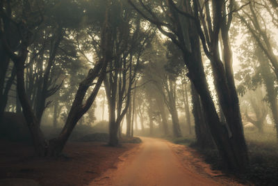 Dirt road amidst trees in forest