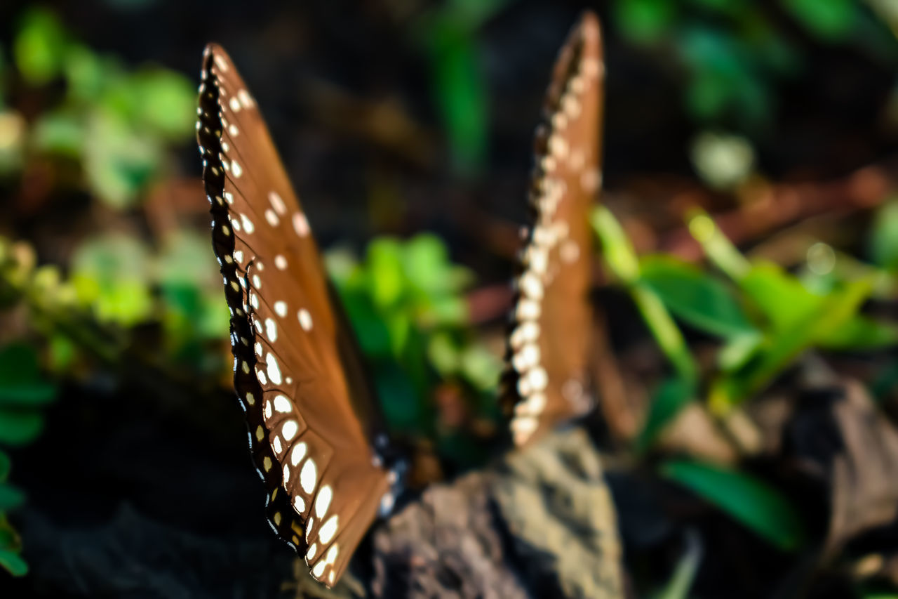 CLOSE-UP OF BUTTERFLY ON GROUND