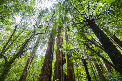 Low angle view of bamboo trees in forest