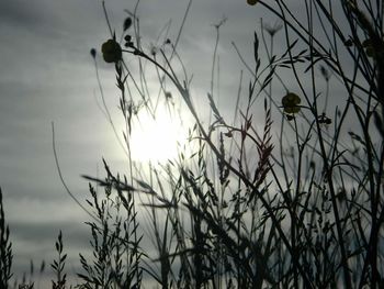 Low angle view of plants against sky at sunset