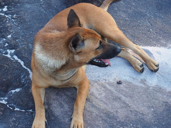 High angle view of dog sitting on floor