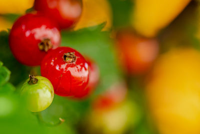 Close-up of cherries on plant