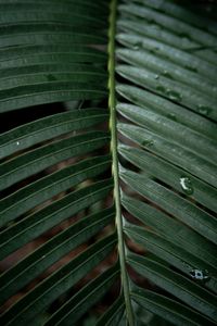 Full frame shot of green leaf