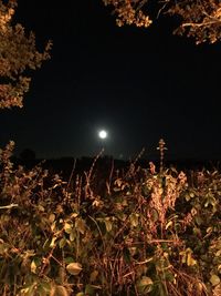 Low angle view of illuminated tree against sky at night