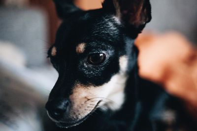 Close-up of dog resting on bed