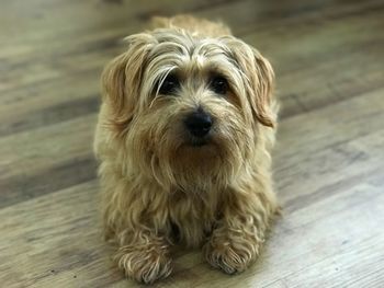 Close-up portrait of dog