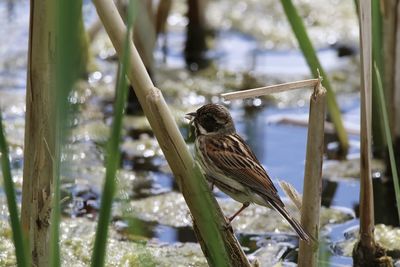 Bird perching on a plant