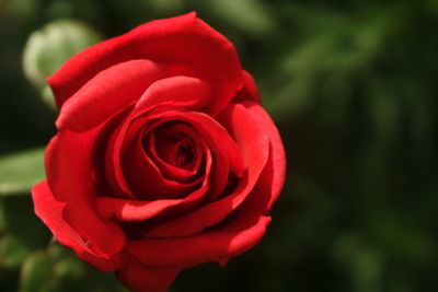 Close-up of red rose