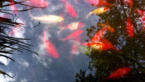 Close-up of koi carps swimming in water