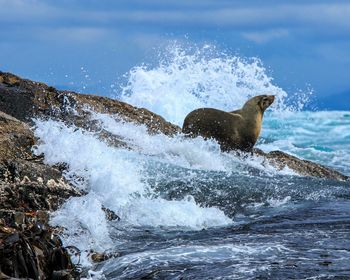 Sea lion on rock at beach