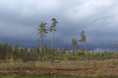 Trees on field against sky