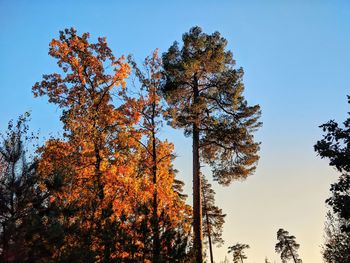 Low angle view of trees against clear blue sky