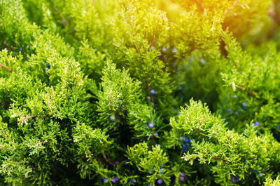 Green young juniper branches close up. background with juniper branches. juniper berries.