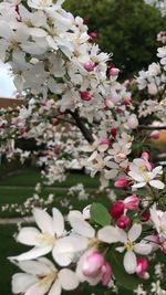 Close-up of white flowers blooming on tree