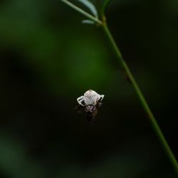 Close-up of insect on flower